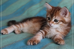 Endorra-Liebeshof-black-golden-classic-tabby-95-Wochen-alt.-www.sibirische-katzen-hamburg.de_