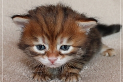 Huckleberry-Liebeshof-black-golden-classic-tabby-3-Wochen-alt.-www.sibirische-katzen-hamburg.de-Liebeshof-I