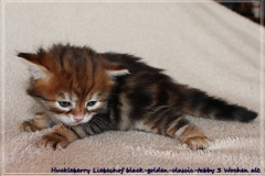 Huckleberry-Liebeshof-black-golden-classic-tabby-3-Wochen-alt.-www.sibirische-katzen-hamburg.de-Liebeshof-II