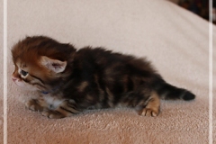 Huckleberry-Liebeshof-black-golden-classic-tabby-3-Wochen-alt.-www.sibirische-katzen-hamburg.de-Liebeshof