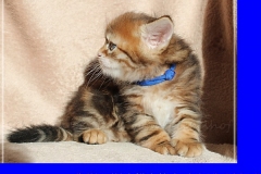 Huckleberry-Liebeshof-black-golden-classic-tabby-5-Wochen-alt.-www.sibirische-katzen-hamburg.de-Liebeshof-I