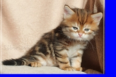 Huckleberry-Liebeshof-black-golden-classic-tabby-5-Wochen-alt.-www.sibirische-katzen-hamburg.de-Liebeshof-II