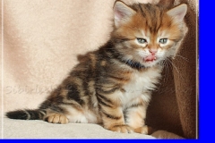 Huckleberry-Liebeshof-black-golden-classic-tabby-5-Wochen-alt.-www.sibirische-katzen-hamburg.de-Liebeshof-III