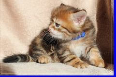 Huckleberry-Liebeshof-black-golden-classic-tabby-5-Wochen-alt.-www.sibirische-katzen-hamburg.de-Liebeshof