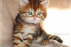 Huckleberry-Liebeshof-black-shinning-classic-tabby-6-Wochen-alt.-www.sibirische-katzen-hamburg.de-Liebeshof-I