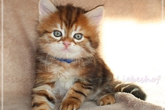 Huckleberry-Liebeshof-black-shinning-classic-tabby-6-Wochen-alt.-www.sibirische-katzen-hamburg.de-Liebeshof-II