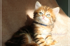 Huckleberry-Liebeshof-black-shinning-classic-tabby-6-Wochen-alt.-www.sibirische-katzen-hamburg.de-Liebeshof-V