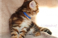Huckleberry-Liebeshof-black-shinning-classic-tabby-6-Wochen-alt.-www.sibirische-katzen-hamburg.de-Liebeshof