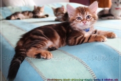 Huckleberry-Liebeshof-black-shinning-classic-tabby-8-Wochen-alt.-www.sibirische-katzen-hamburg.de-Liebeshof-I