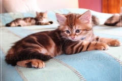 Huckleberry-Liebeshof-black-shinning-classic-tabby-8-Wochen-alt.-www.sibirische-katzen-hamburg.de-Liebeshof-II