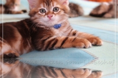 Huckleberry-Liebeshof-black-shinning-classic-tabby-8-Wochen-alt.-www.sibirische-katzen-hamburg.de-Liebeshof-IV