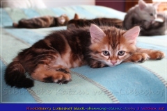 Huckleberry-Liebeshof-black-shinning-classic-tabby-8-Wochen-alt.-www.sibirische-katzen-hamburg.de-Liebeshof