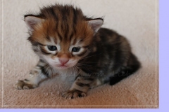 Jeff-liebeshof-black-golden-classic-tabby-3-wochen-alt.-sibirische-katzen-hamburg-vom-liebeshof-I