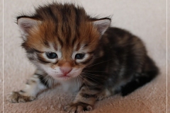 Jeff-liebeshof-black-golden-classic-tabby-3-wochen-alt.-sibirische-katzen-hamburg-vom-liebeshof-II