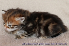 Jeff-liebeshof-black-golden-classic-tabby-3-wochen-alt.-sibirische-katzen-hamburg-vom-liebeshof