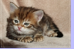 Jeff-liebeshof-black-golden-classic-tabby-5-wochen-alt.-sibirische-katzen-hamburg-vom-liebeshof-I