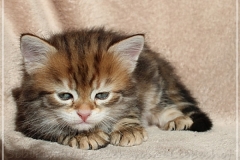 Jeff-liebeshof-black-golden-classic-tabby-5-wochen-alt.-sibirische-katzen-hamburg-vom-liebeshof-II