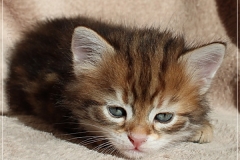 Jeff-liebeshof-black-golden-classic-tabby-5-wochen-alt.-sibirische-katzen-hamburg-vom-liebeshof