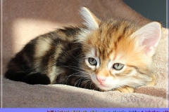 Jeff-liebeshof-black-golden-classic-tabby-6-wochen-alt.-sibirische-katzen-hamburg-vom-liebeshof-II