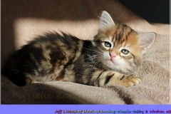 Jeff-liebeshof-black-golden-classic-tabby-6-wochen-alt.-sibirische-katzen-hamburg-vom-liebeshof-IV