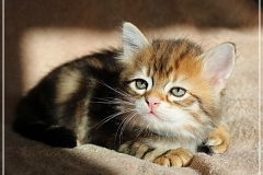 Jeff-liebeshof-black-golden-classic-tabby-6-wochen-alt.-sibirische-katzen-hamburg-vom-liebeshof