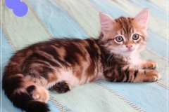 Jeff-liebeshof-black-shinning-classic-tabby-8-wochen-alt.-sibirische-katzen-hamburg-vom-liebeshof-I