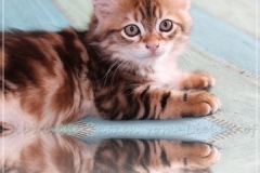 Jeff-liebeshof-black-shinning-classic-tabby-8-wochen-alt.-sibirische-katzen-hamburg-vom-liebeshof-II