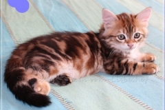 Jeff-liebeshof-black-shinning-classic-tabby-8-wochen-alt.-sibirische-katzen-hamburg-vom-liebeshof