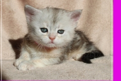Megan-Liebeshof-black-shinning-silver-classic-tabby-5-Wochen-alt.-www.sibirische-katzen-hamburg-I