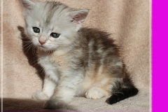 Megan-Liebeshof-black-shinning-silver-classic-tabby-5-Wochen-alt.-www.sibirische-katzen-hamburg-II