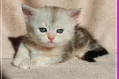 Megan-Liebeshof-black-shinning-silver-classic-tabby-5-Wochen-alt.-www.sibirische-katzen-hamburg