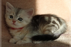 Megan-Liebeshof-black-shinning-silver-classic-tabby-6-Wochen-alt.-www.sibirische-katzen-hamburg-I