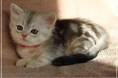 Megan-Liebeshof-black-shinning-silver-classic-tabby-6-Wochen-alt.-www.sibirische-katzen-hamburg-III