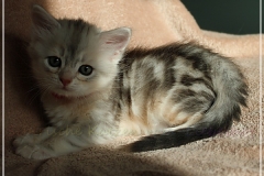 Megan-Liebeshof-black-shinning-silver-classic-tabby-6-Wochen-alt.-www.sibirische-katzen-hamburg