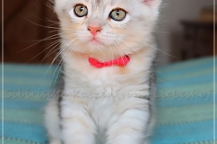Megan-Liebeshof-black-shinning-silver-classic-tabby-8-Wochen-alt.-www.sibirische-katzen-hamburg-I