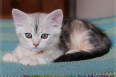 Megan-Liebeshof-black-shinning-silver-classic-tabby-8-Wochen-alt.-www.sibirische-katzen-hamburg-II