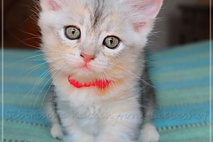 Megan-Liebeshof-black-shinning-silver-classic-tabby-8-Wochen-alt.-www.sibirische-katzen-hamburg