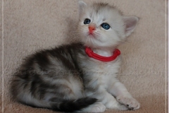 Megan-Liebeshof-black-silver-classic-tabby-3-Wochen-alt.-www.sibirische-katzen-hamburg-3