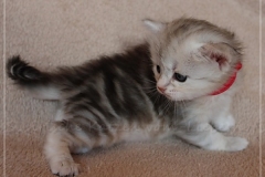 Megan-Liebeshof-black-silver-classic-tabby-3-Wochen-alt.-www.sibirische-katzen-hamburg-4
