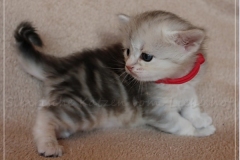 Megan-Liebeshof-black-silver-classic-tabby-3-Wochen-alt.-www.sibirische-katzen-hamburg-5