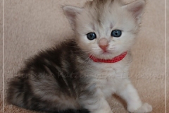 Megan-Liebeshof-black-silver-classic-tabby-3-Wochen-alt.-www.sibirische-katzen-hamburg-III