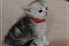 Megan-Liebeshof-black-silver-classic-tabby-3-Wochen-alt.-www.sibirische-katzen-hamburg-IV