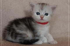Megan-Liebeshof-black-silver-classic-tabby-3-Wochen-alt.-www.sibirische-katzen-hamburg