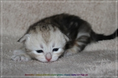 Samantha-Liebeshof-Siberian-Cat-Kitten-in-black-silver-golden-classic-tabby-17-Tage-alt.-www.sibirische-katzen-hamburg.de-I