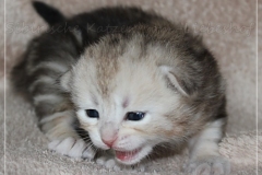 Samantha-Liebeshof-Siberian-Cat-Kitten-in-black-silver-golden-classic-tabby-17-Tage-alt.-www.sibirische-katzen-hamburg.de-III
