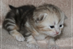 Samantha-Liebeshof-Siberian-Cat-Kitten-in-black-silver-golden-classic-tabby-17-Tage-alt.-www.sibirische-katzen-hamburg.de-IV