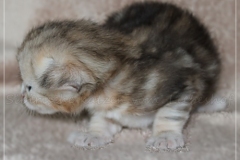 Samantha-Liebeshof-Siberian-Cat-Kitten-in-black-silver-golden-classic-tabby-17-Tage-alt.-www.sibirische-katzen-hamburg.de-V