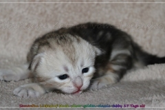 Samantha-Liebeshof-Siberian-Cat-Kitten-in-black-silver-golden-classic-tabby-17-Tage-alt.-www.sibirische-katzen-hamburg.de_