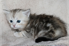 Samantha-Liebeshof-black-shaded-classic-tabby-4-Wochen-alt.-www.sibirische-katzen-hamburg.de-I