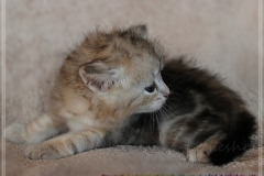 Samantha-Liebeshof-black-shaded-classic-tabby-4-Wochen-alt.-www.sibirische-katzen-hamburg.de-II